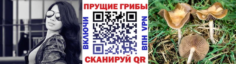 Галлюциногенные грибы ЛСД  где можно купить наркотик  Тында 